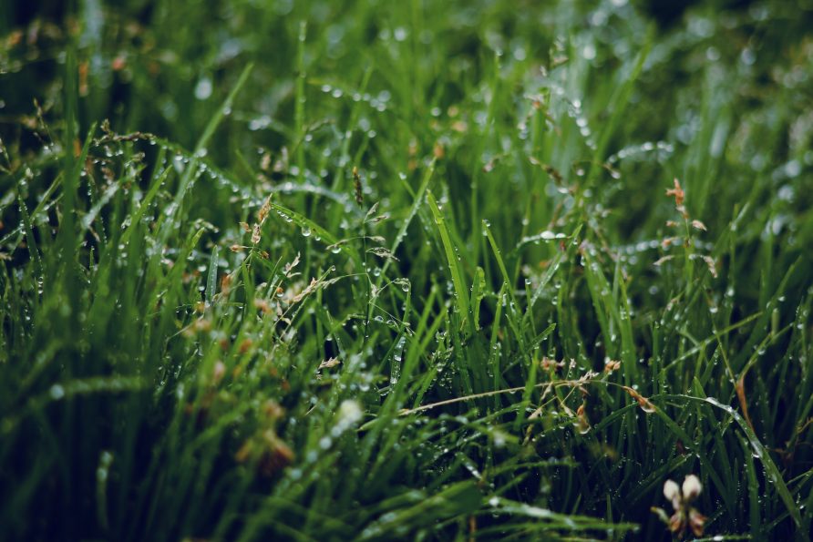 Beregnungstechnik: Stets saftig Grün im eigenen Garten